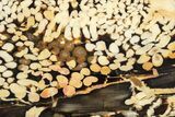 Slab of Fossilized Peanut Wood - Australia #208100-1